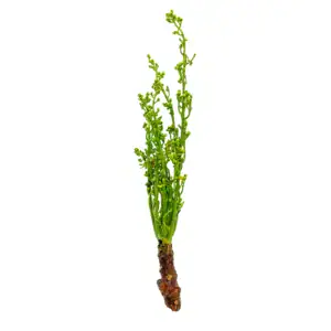 Frischer Neembaum Blumen für asiatische Gerichte im Online-Shop.