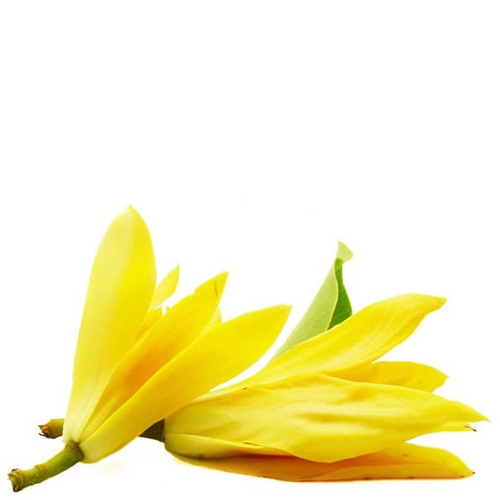 Shea + Ylang Ylang