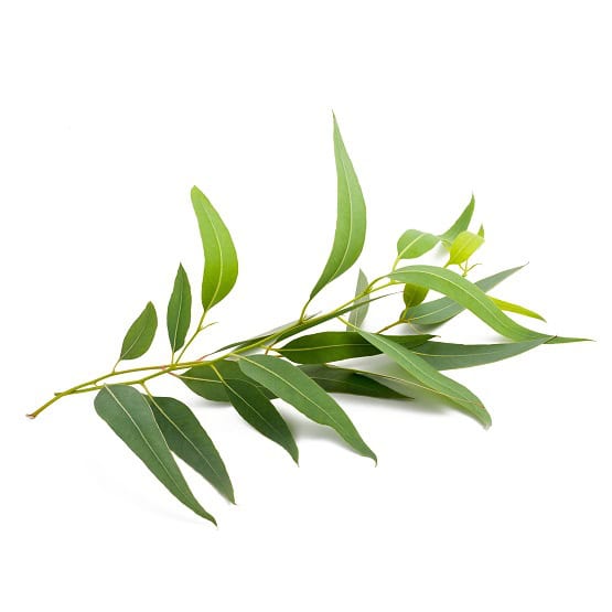 Shea + Eukalyptus