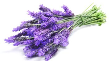 Naturra Lavendel-Butter butyrospermum parkii Karite unraffiniert nativ