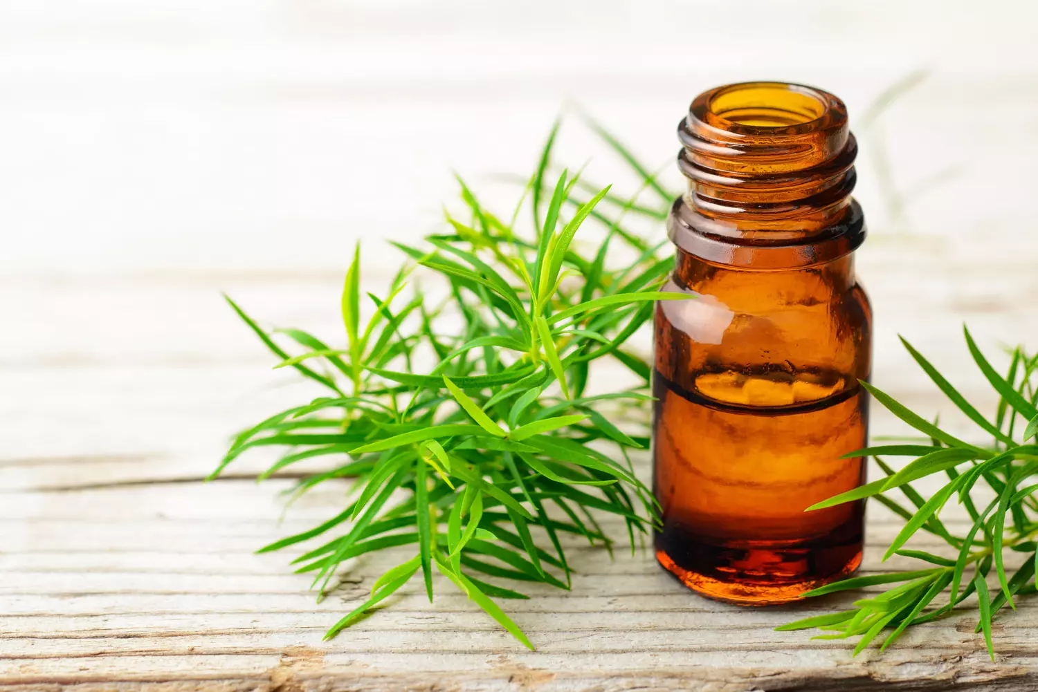 tea tree shampoing bienfaits