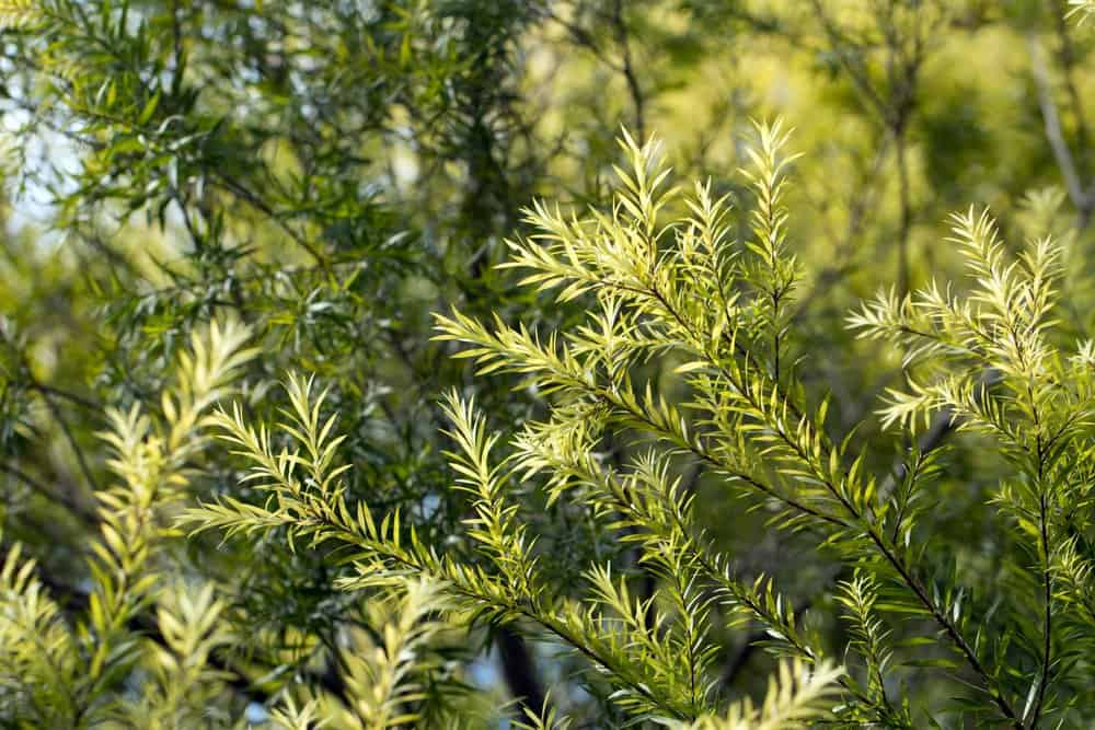 arbre tea tree bienfaits avantage