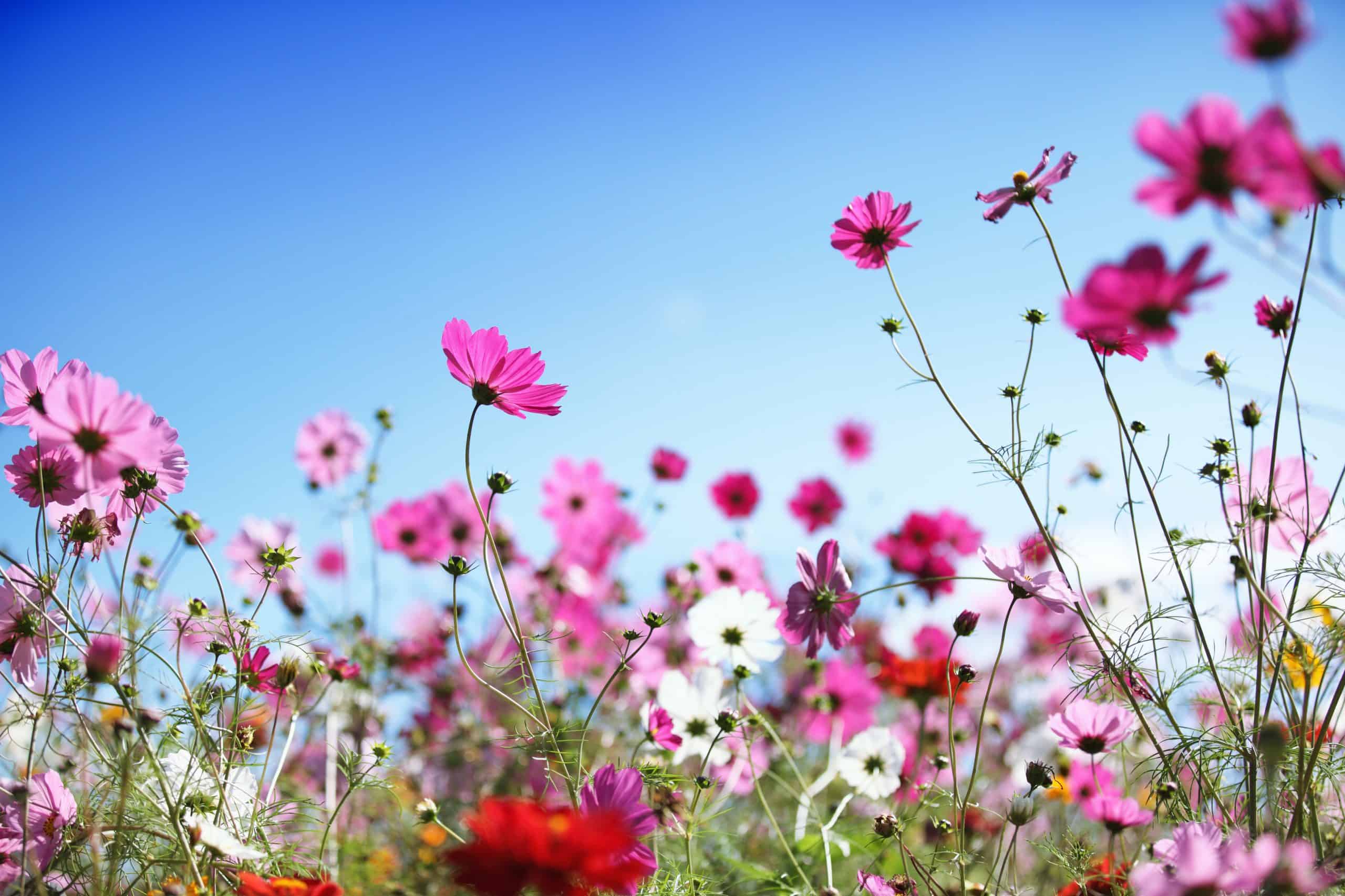 Fleurs pour shampoing
