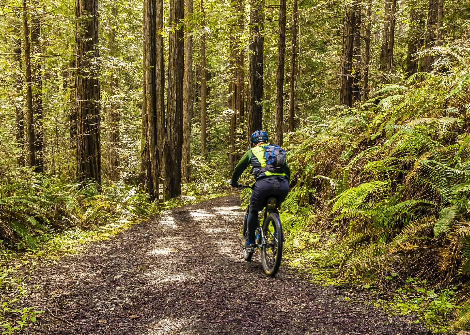 Ein Mountainbike Fahrer fährt im Wald einen Weg hinab