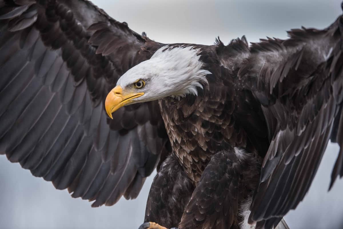 What does the eagle spirit animal represent