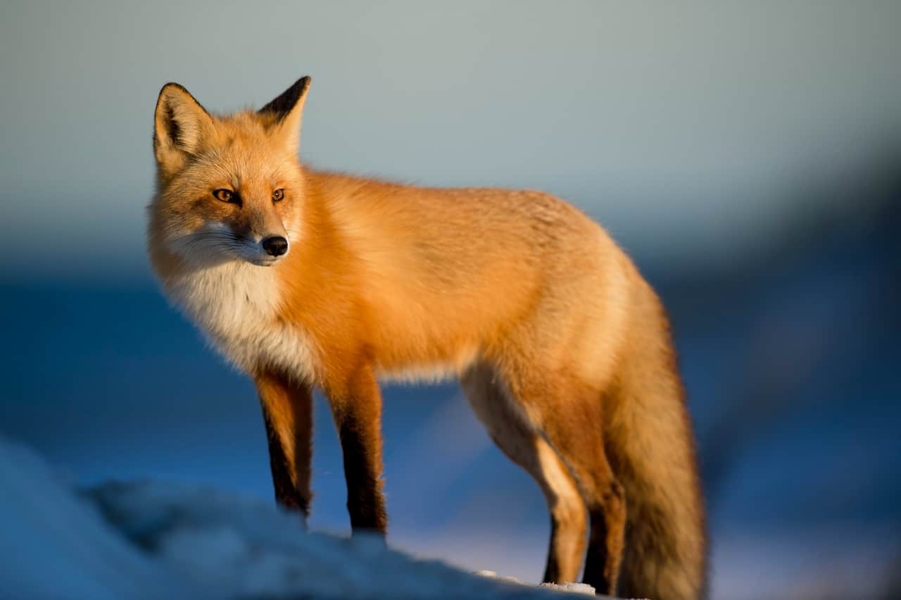 The Spiritual Significance Of The Fox Spirit Animal