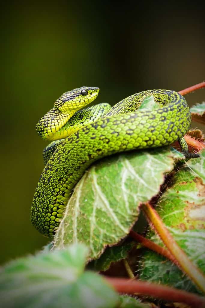 Dreaming Of Snake Eating Another Snake