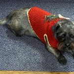 Farr Law Firm friendly dog wearing a festive red sweater on blue carpet.
