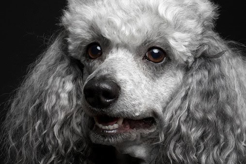 silverpoodle
