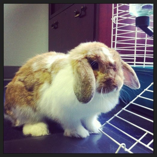 bunbunnew