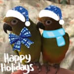 Kiwi Mango Holidays