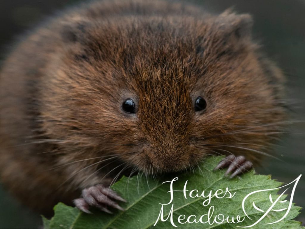 Animal for tallow skincare, organic, natural ingredients, Hayes Meadow.