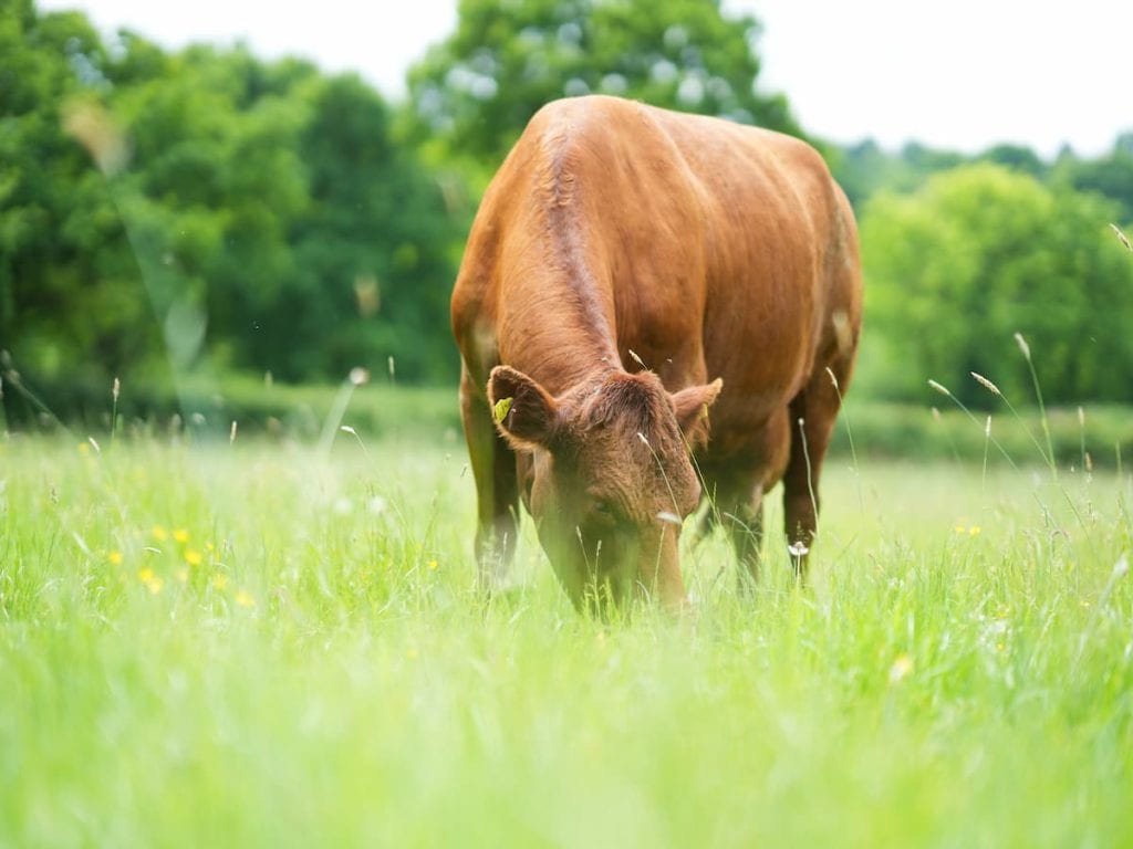 Grass-fed cow at Hayes Meadow, symbolising organic, high-welfare farming