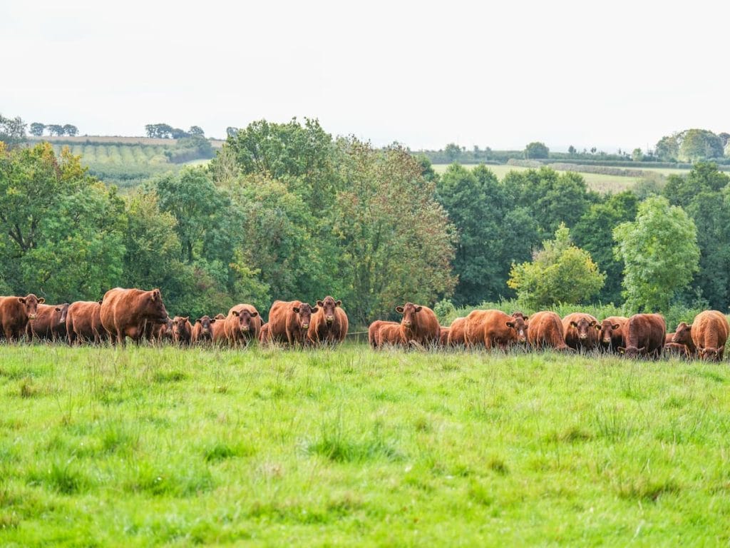 Panoramic view of Hayes Meadow farm with grazing Red Ruby Devon cattle and organic pastures.