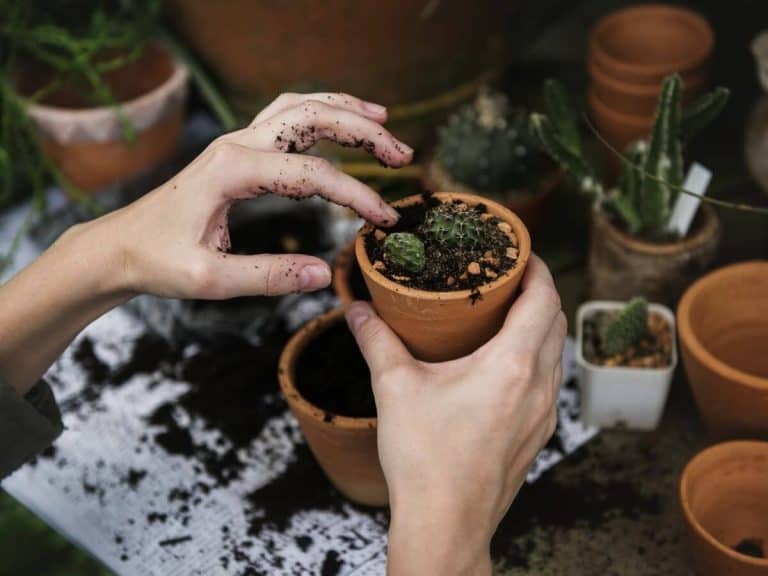 Hands working with soil outdoors.