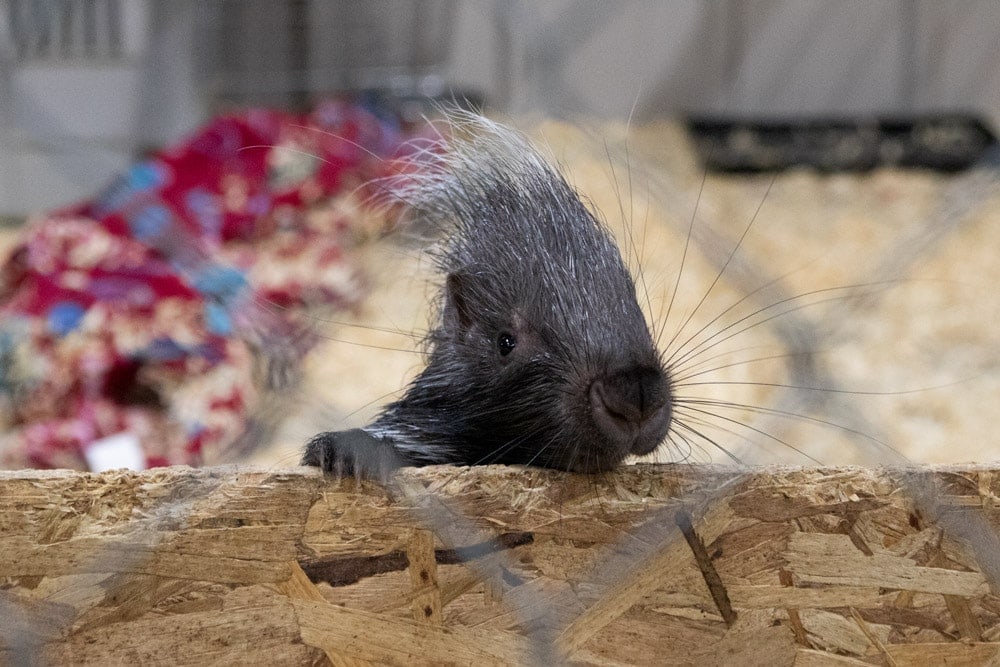 A Spectacular Fall Getaway | Elephants + Pumpkins Baby porcupine at Wilstem Ranch- Fall Getaway