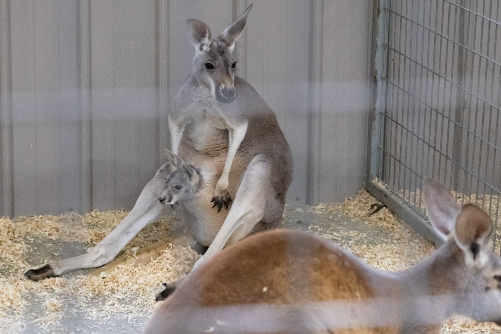 A Spectacular Fall Getaway | Elephants + Pumpkins Mom & Baby kangaroo at Wilstem Ranch- Fall Getaway
