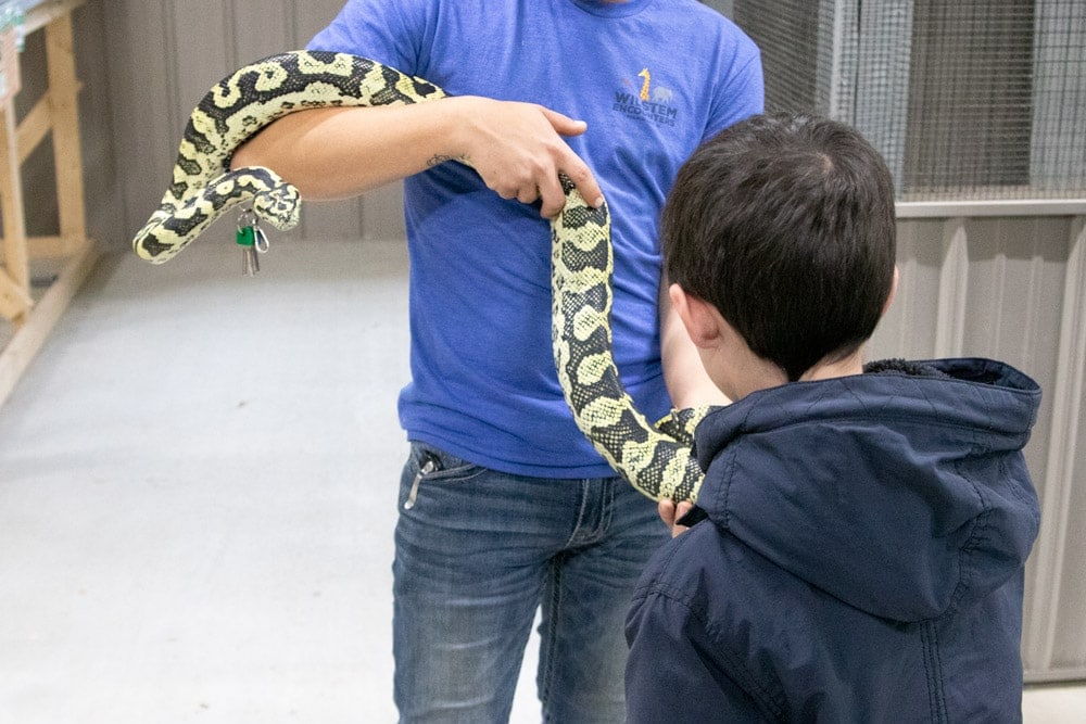 A Spectacular Fall Getaway | Elephants + Pumpkins Petting a snake at Wilstem Ranch