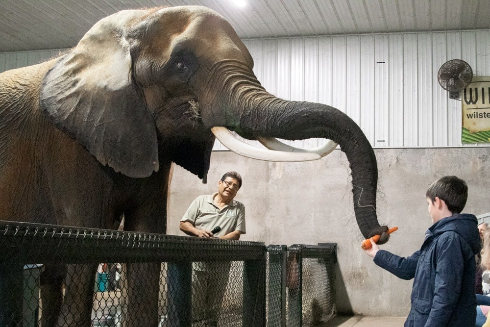 A Spectacular Fall Getaway | Elephants + Pumpkins Feeding the elephant a carrot at Wilstem Ranch- Fall Getaway