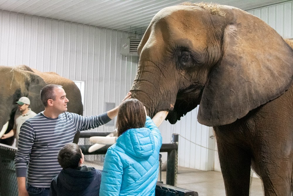 A Spectacular Fall Getaway | Elephants + Pumpkins Petting elephants at Wilstem Ranch- Fall Getaway