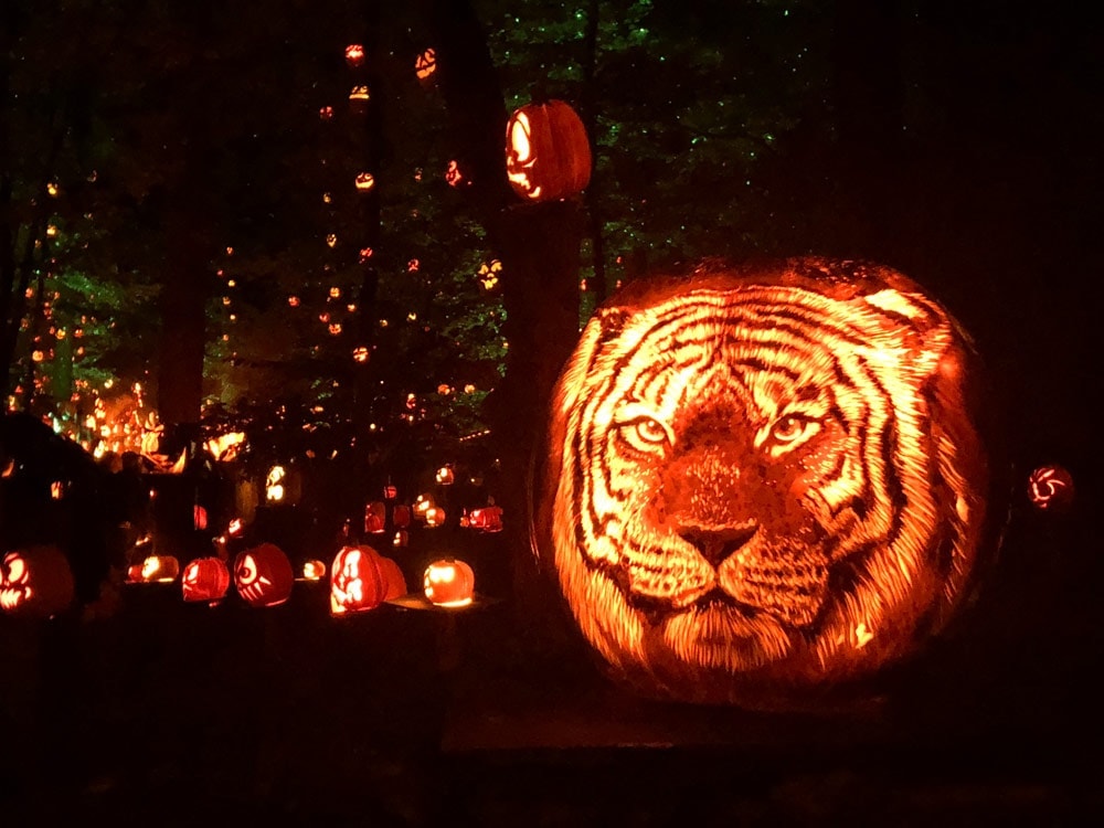 A Spectacular Fall Getaway | Elephants + Pumpkins An illuminated tiger Jack O Lantern at the Louisville Jack O Lantern Spectacular