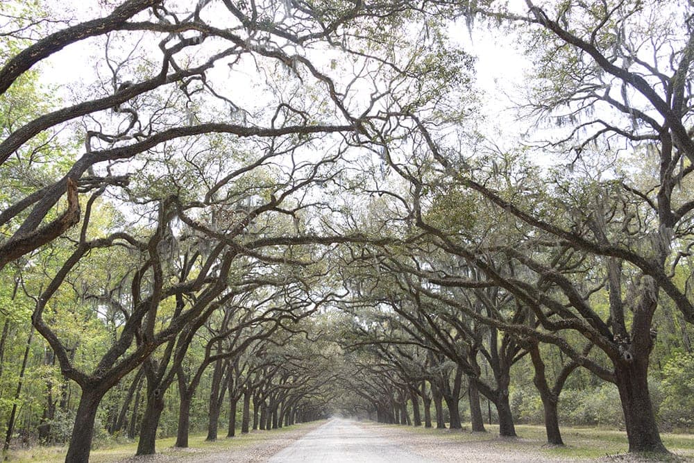 How To Take An Unforgettable Trip To Universal Studios On A Budget Wormsloe Historic Site