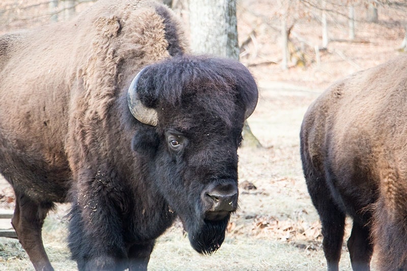 Awesomely Free Things to Do in St. Louis with Kids Lone Elk Park | Free things to do in St. Louis with kids