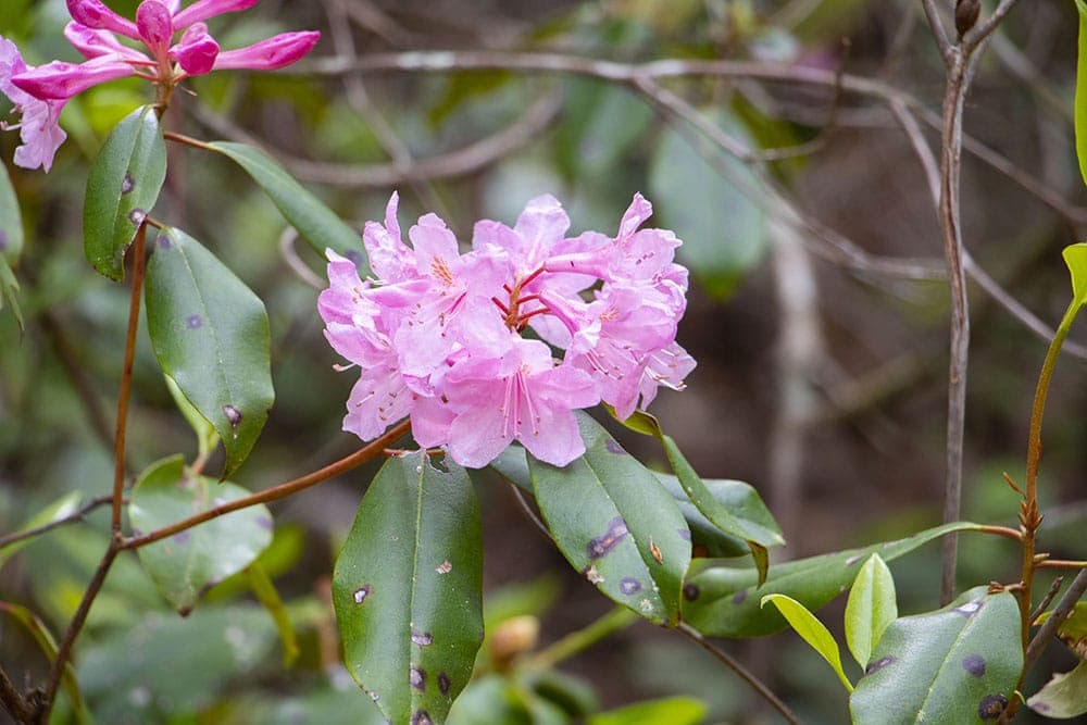 Georgia’s Providence Canyon State Park – A Must See Flowers in Georgia's Little Grand Canyon