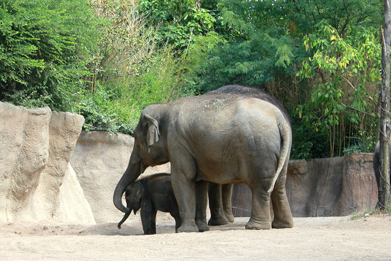 Awesomely Free Things to Do in St. Louis with Kids Mom & baby elephant at the St. Louis Zoo