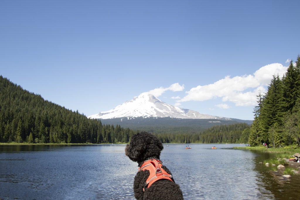 Contact Contact mt hood trillium lake