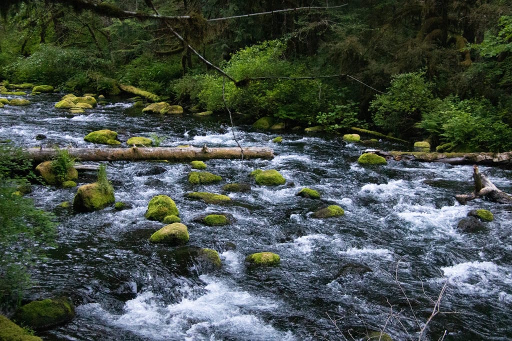 Hiking Oregon’s Tamolitch Blue Pool – The Ultimate Guide Large moss-covered rocks in the McKenzie River.