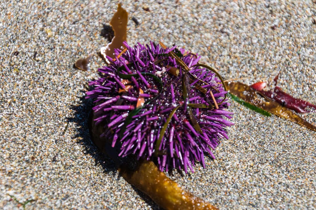 Secret Beach on the Oregon Coast – All You Need to Know Secret Beach on the Oregon Coast – All You Need to Know sea urchin secret beach