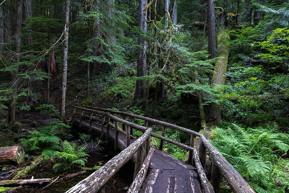 Hiking Oregon’s Tamolitch Blue Pool – The Ultimate Guide Hiking Oregon’s Tamolitch Blue Pool – The Ultimate Guide tamolitch blue pool bridge