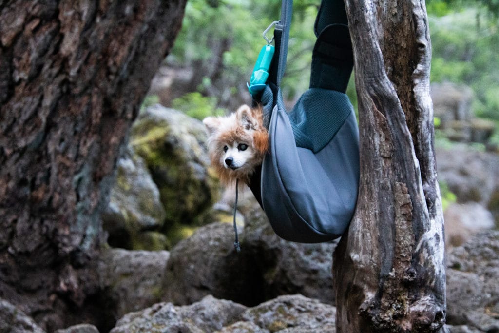 Hiking Oregon’s Tamolitch Blue Pool – The Ultimate Guide Resting dog on the Tamolitch Blue Pool trail.
