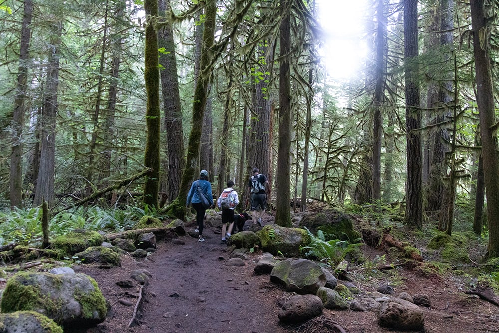 Hiking Oregon’s Tamolitch Blue Pool – The Ultimate Guide Tamolitch Blue Pool trail in Oregon