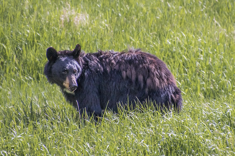 20 Easy Hikes In Yellowstone National Park You Don’t Want to Miss Picture of a baby bear in a field at Yellowstone National Park