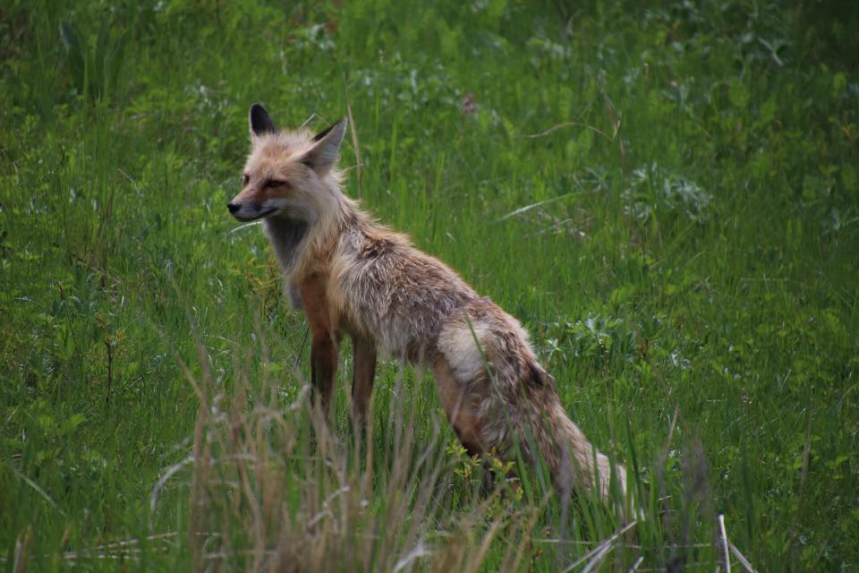 Best Affordable Binoculars for Yellowstone National Park Fox in tall grass at Yellowstone National Park