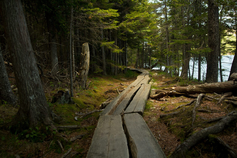 Hiking trail in the dense woods along water