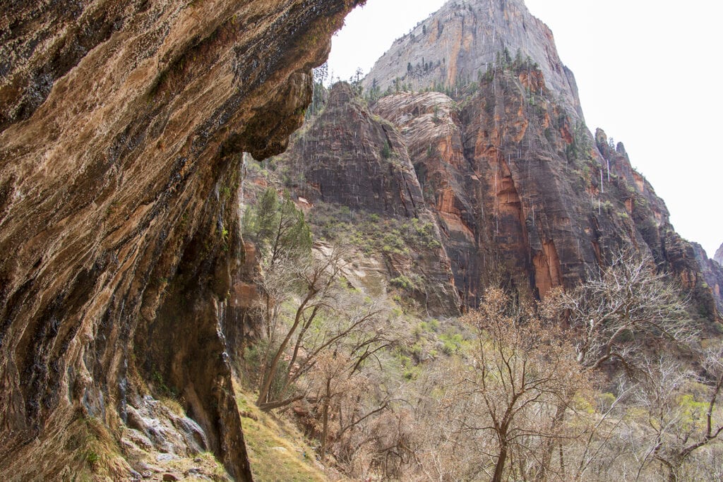 Zion National Park: The Best Easy Hikes for Outdoor Lovers Weeping Rock Trail one of Zion National Park's easy hikes. A view of droplets of water seeping from the rock.