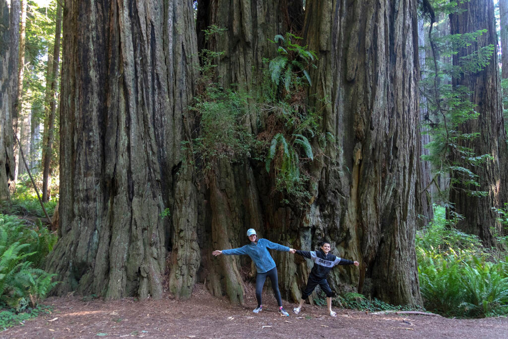 Discover the Funnest National Parks for Kids Two kids standing in front of a massive redwood tree in Redwood National Park. They stretch their arms wide, trying to match the impressive width of the tree trunk. The image captures the awe-inspiring size of the redwood trees, showcasing the park's natural wonders and the sense of wonder it evokes in visitors.