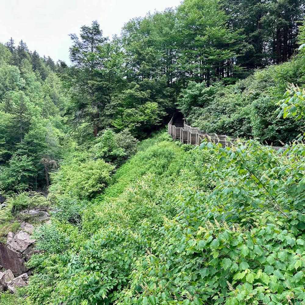 Blackwater Falls State Park Guide: Trails & Top Sights View of the boardwalk hidden in the lush green plants from the waterfall.