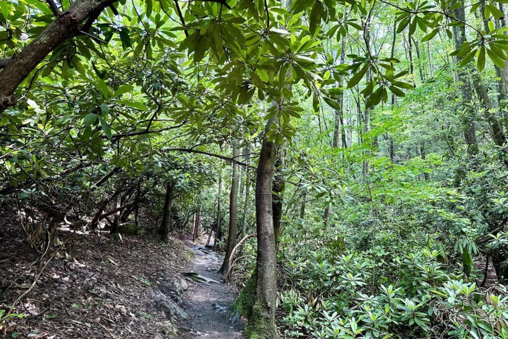 Endless Wall Trail Guide: Trail Tips, Parking, and Scenic Overlooks Endless Wall Trail Guide: Trail Tips, Parking, and Scenic Overlooks endless wall trail rhododendron thicket