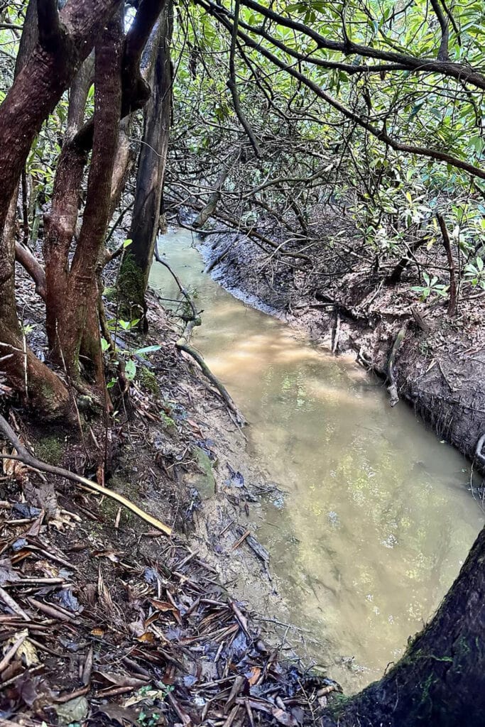 Endless Wall Trail Guide: Trail Tips, Parking, and Scenic Overlooks Fern Creek flowing gently through the Endless Wall Trail, surrounded by rocks and dense forest vegetation.