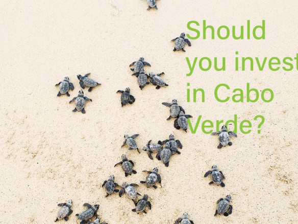 Baby turtles calling on a beach copyright Casa Verde Homes LDA 2025