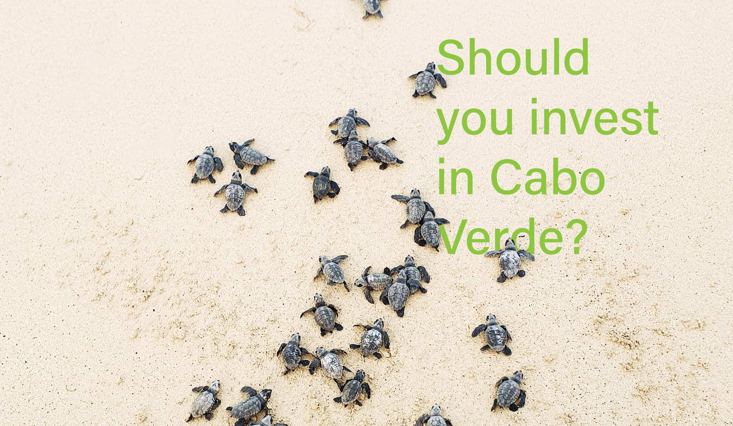 Baby turtles calling on a beach copyright Casa Verde Homes LDA 2025