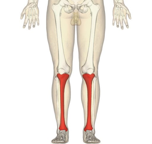 Lower Leg (Tibia) 