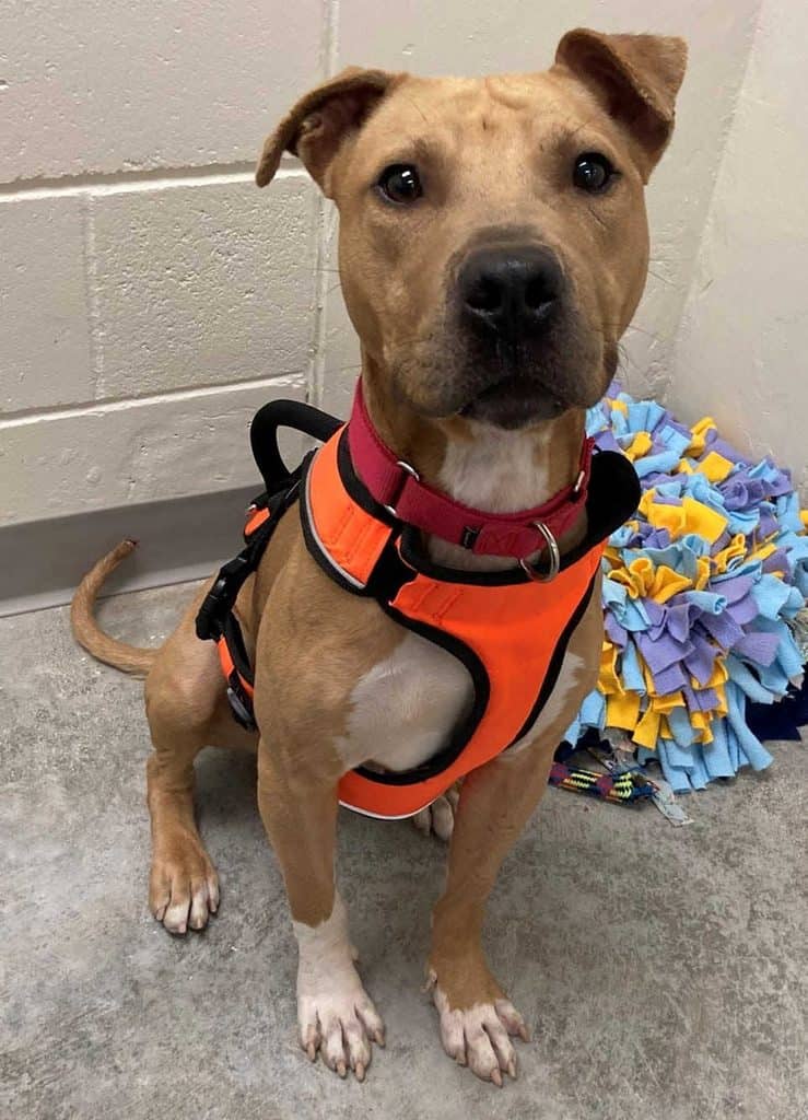 Pit-bull terrier mix dog 