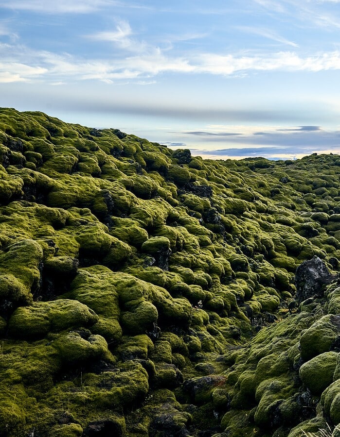 Green moss-covered lava field in Iceland under a bright low sun and open sky.