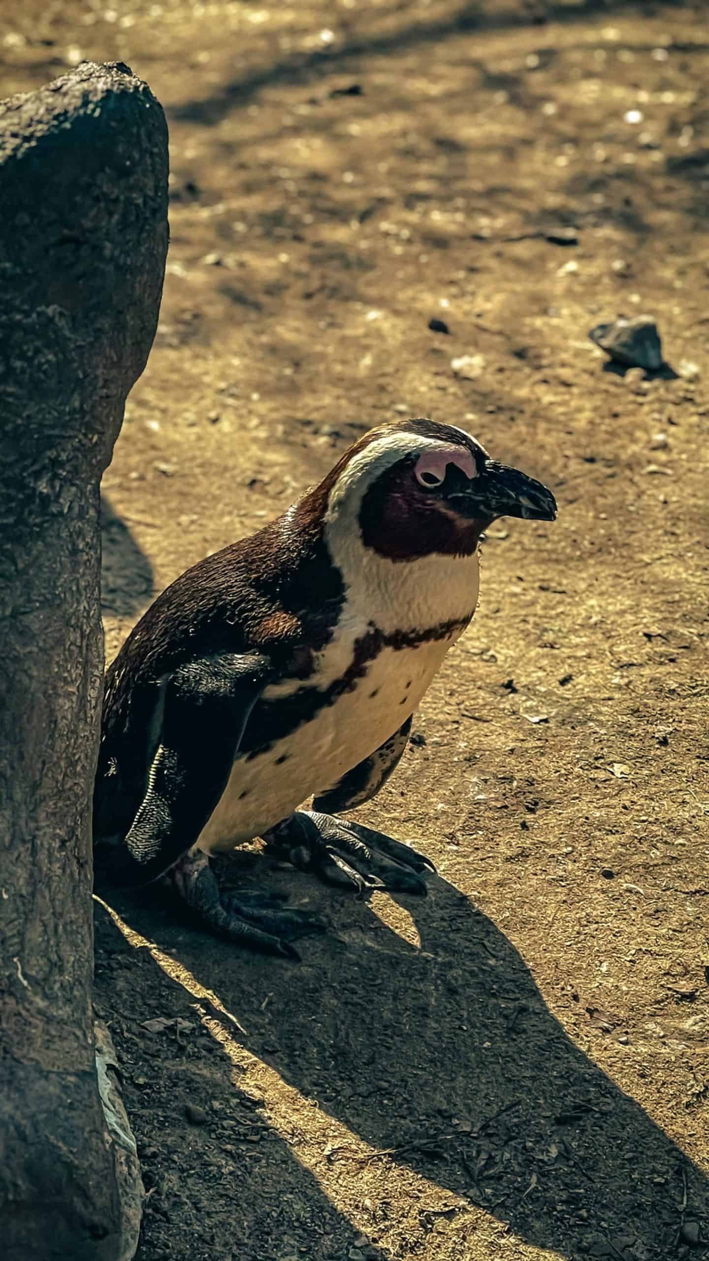 Close-up of a penguin on sandy ground with a rock nearby.