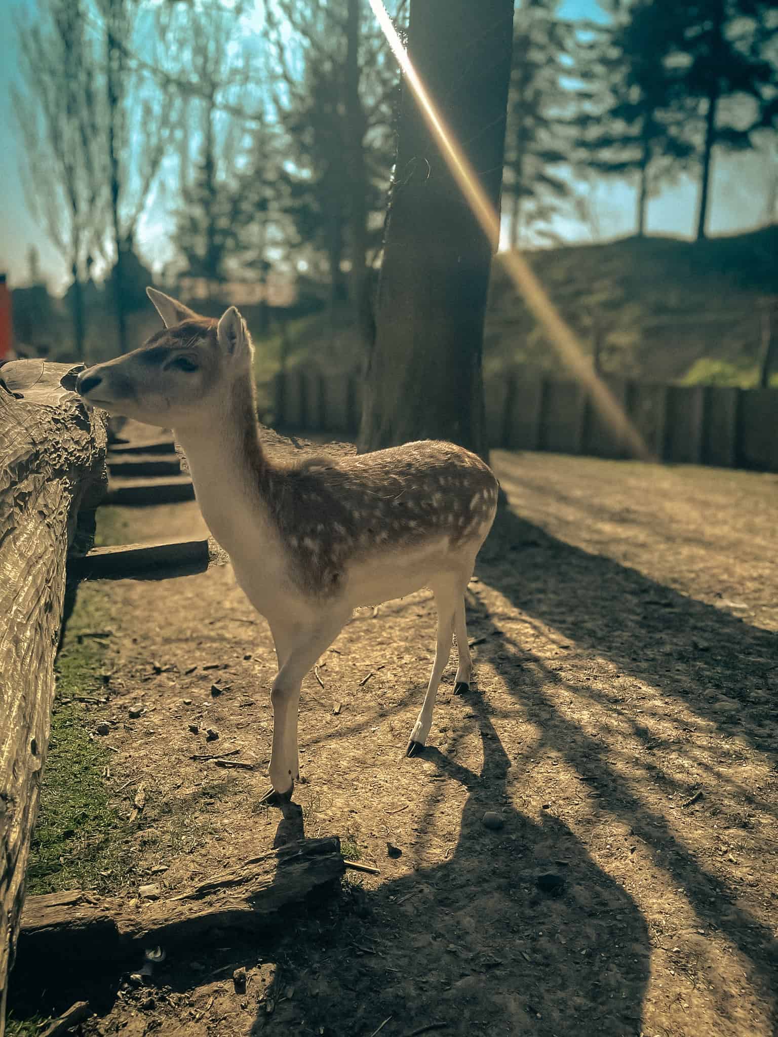 Young deer in a sunlit forest at Pairi Daiza in spring.